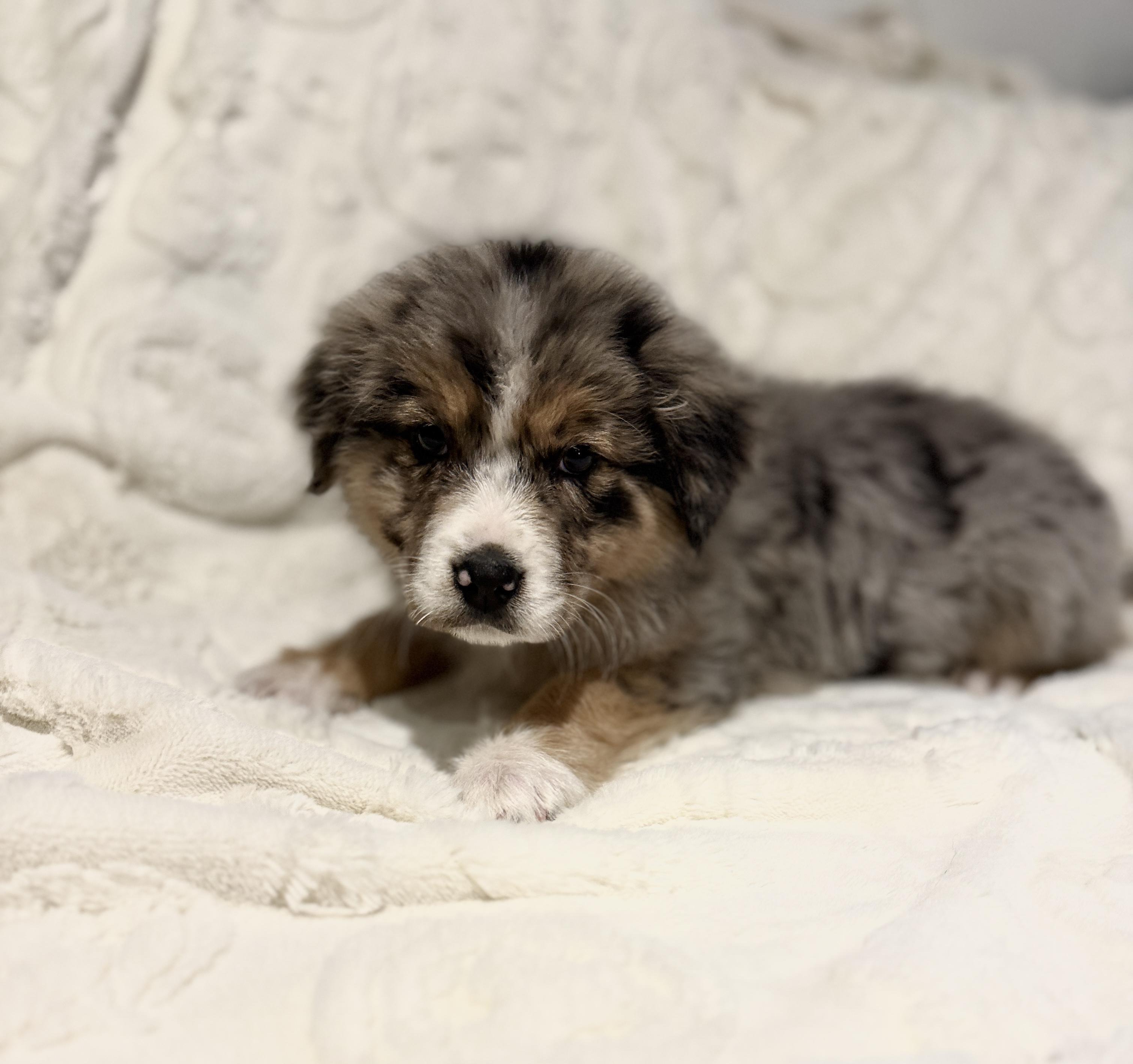 Enlarge Kimber, an adopted mixed breed in Hales corners, WI image 3/3