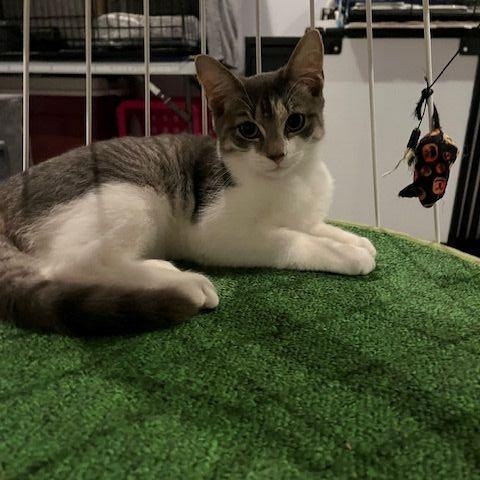 Enlarge Evie, a Adopted American Shorthair in Manorville , NY image 2/3