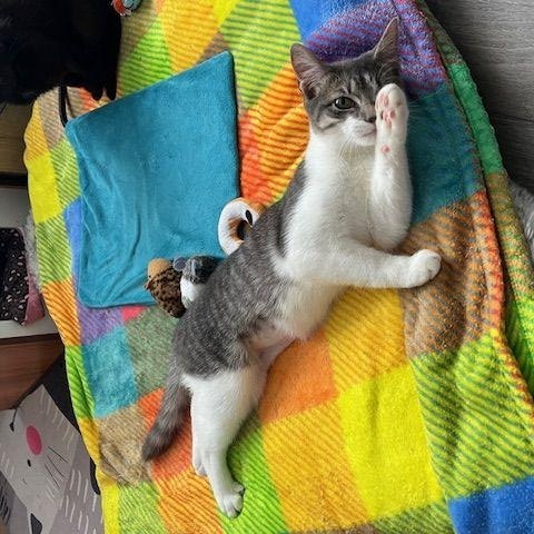 Enlarge Evie, a Adopted American Shorthair in Manorville , NY image 3/3