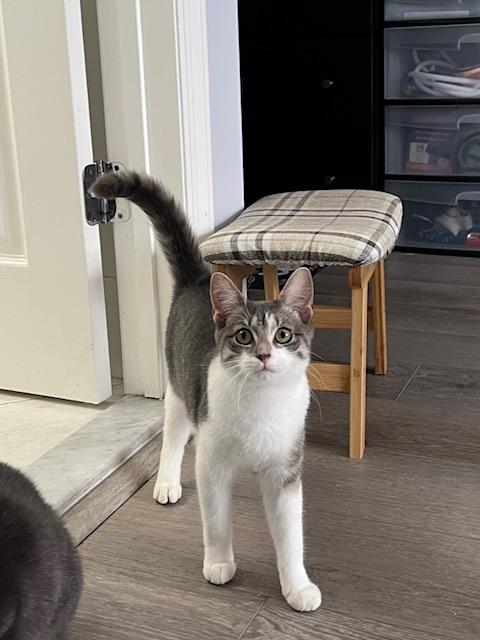 Enlarge Evie, a Adopted American Shorthair in Manorville , NY image 1/3