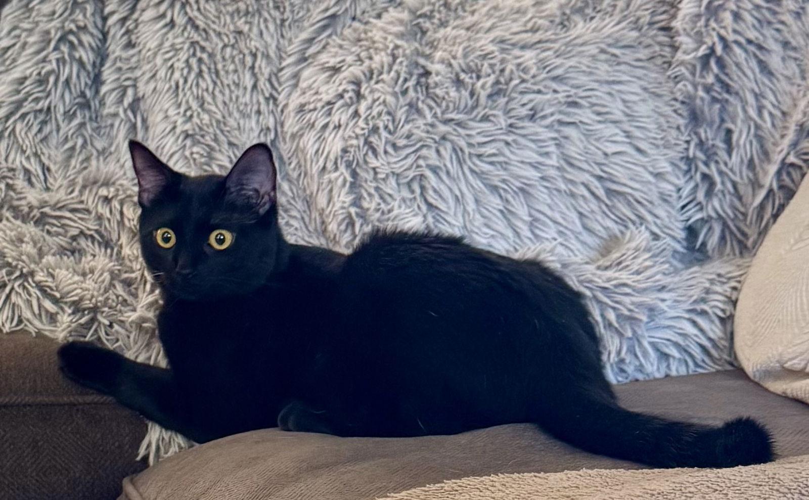 Sky, Adoptable, Young Female Domestic Short Hair.