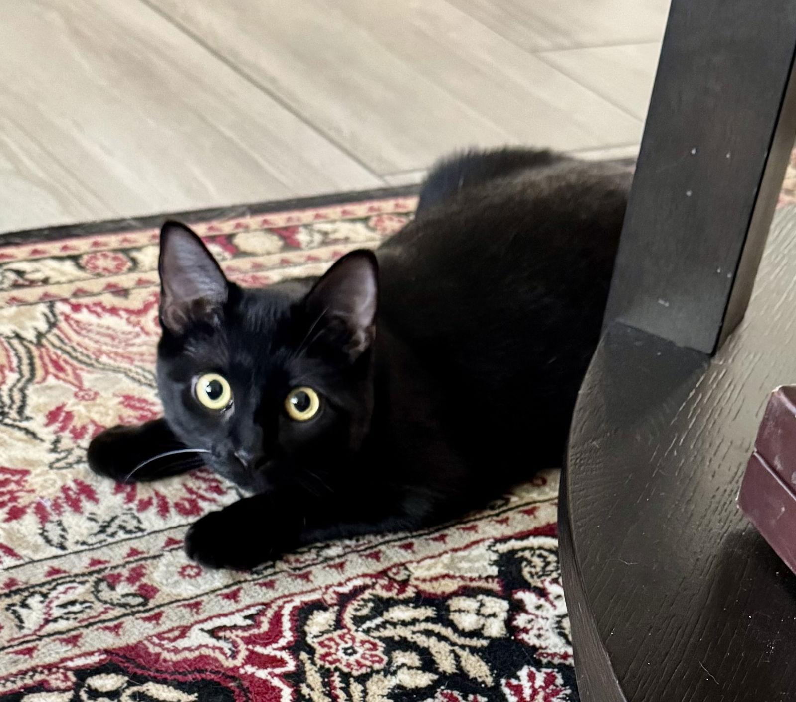 Enlarge Sky, a Adoptable Domestic Short Hair in Arlington, TX image 2/3