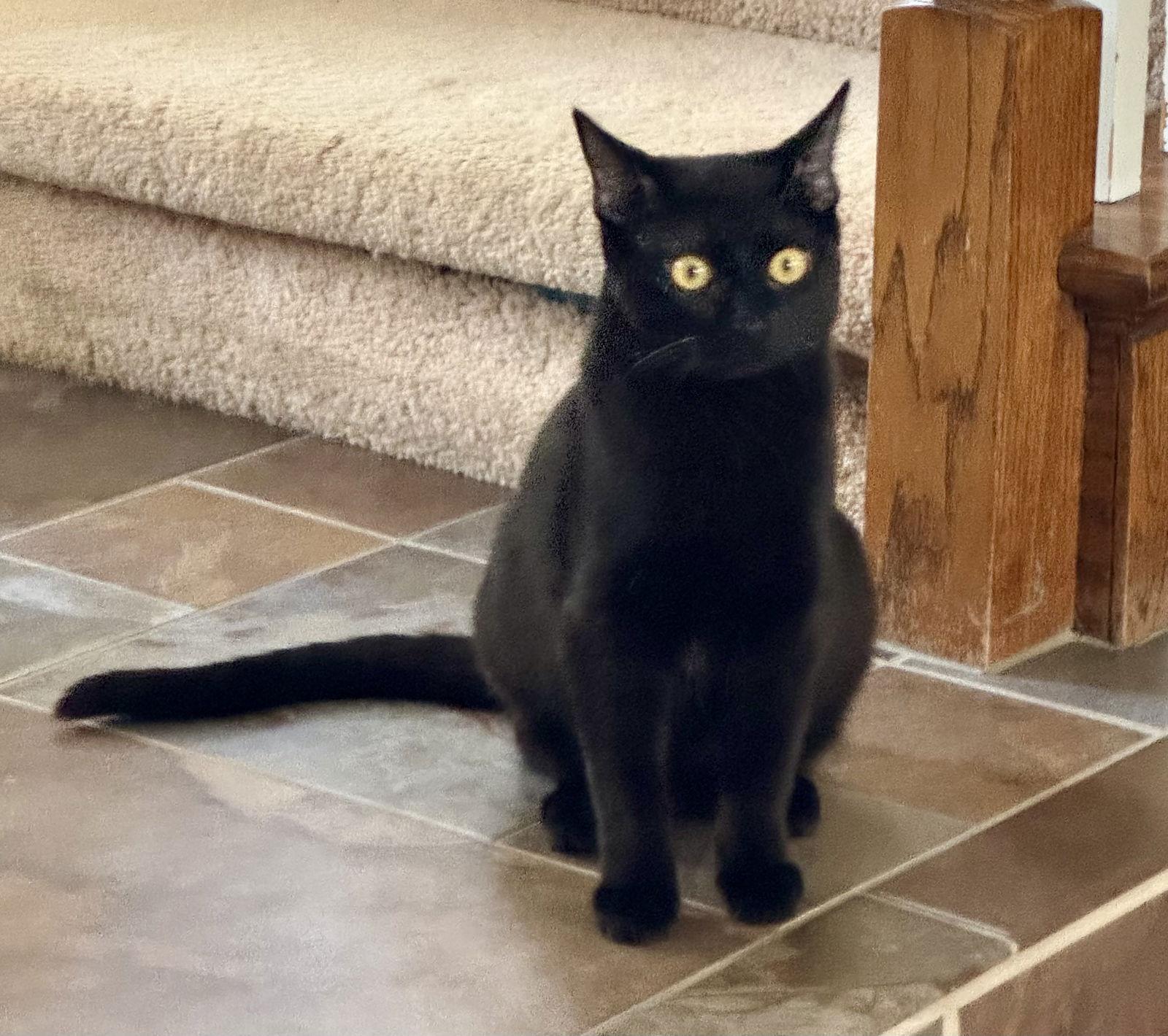 Sky, a Adoptable Domestic Short Hair in Arlington, TX image 1/2