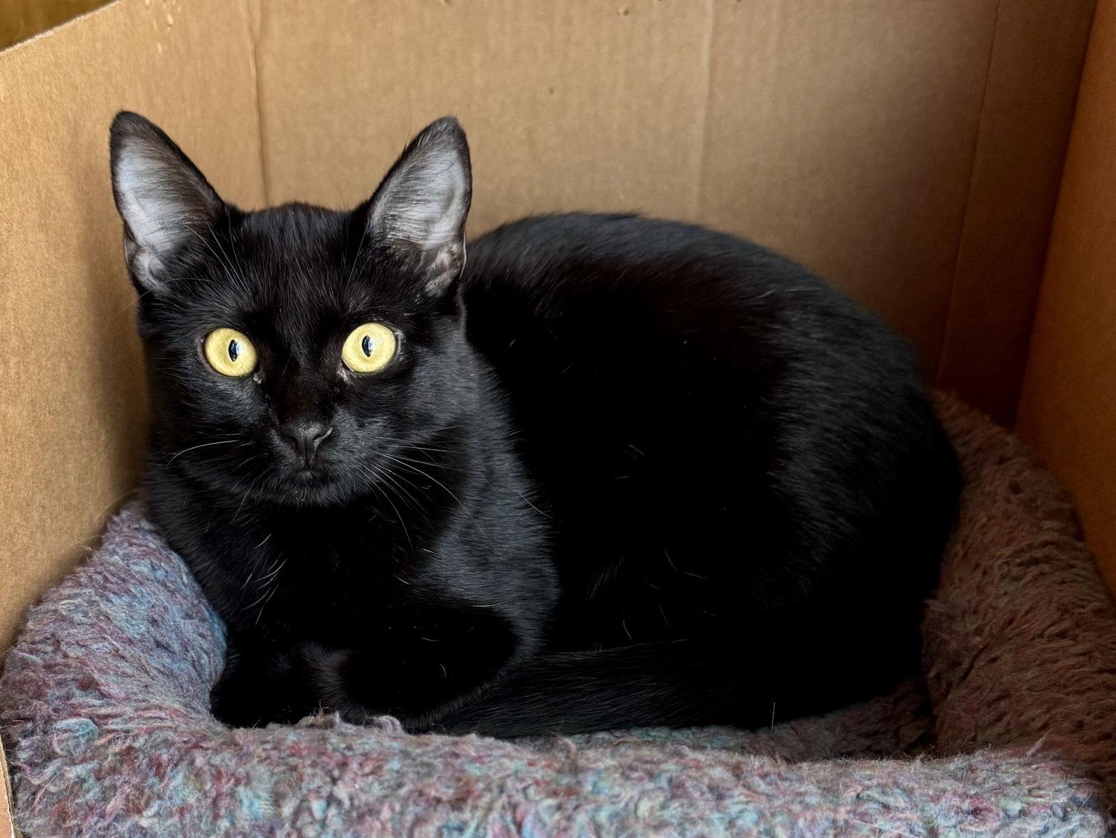 Sky, a Adoptable Domestic Short Hair in Arlington, TX image 2/2