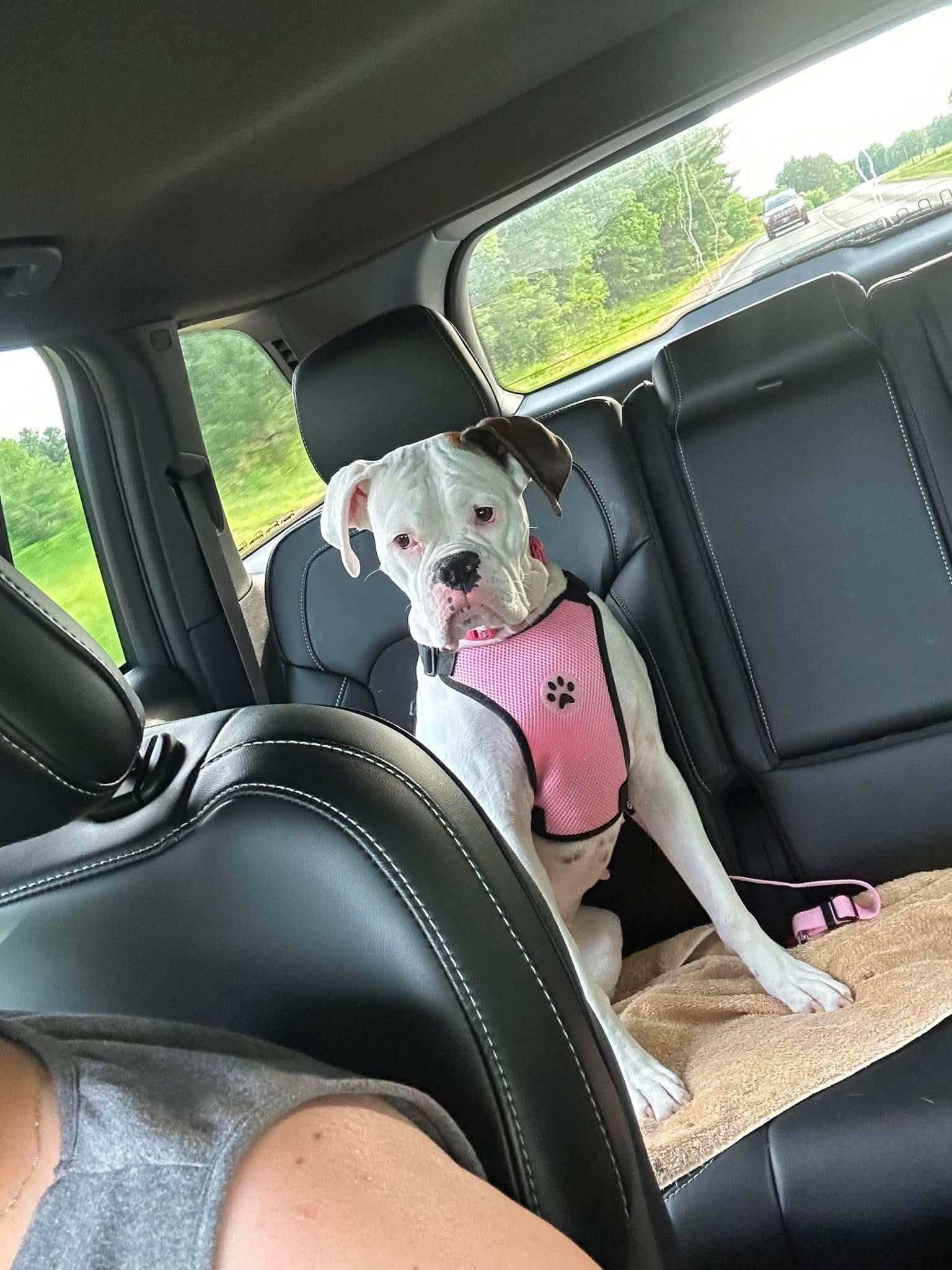 Dottie - UNDER MEDICAL CARE/SURGERY NEEDED!!, Adoptable, Young Female Boxer.