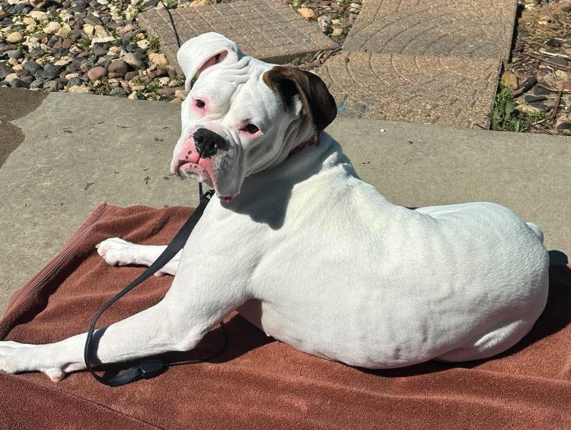 Enlarge Dottie - UNDER MEDICAL CARE/SURGERY NEEDED!!, a Adoptable Boxer in Shakopee, MN image 2/3