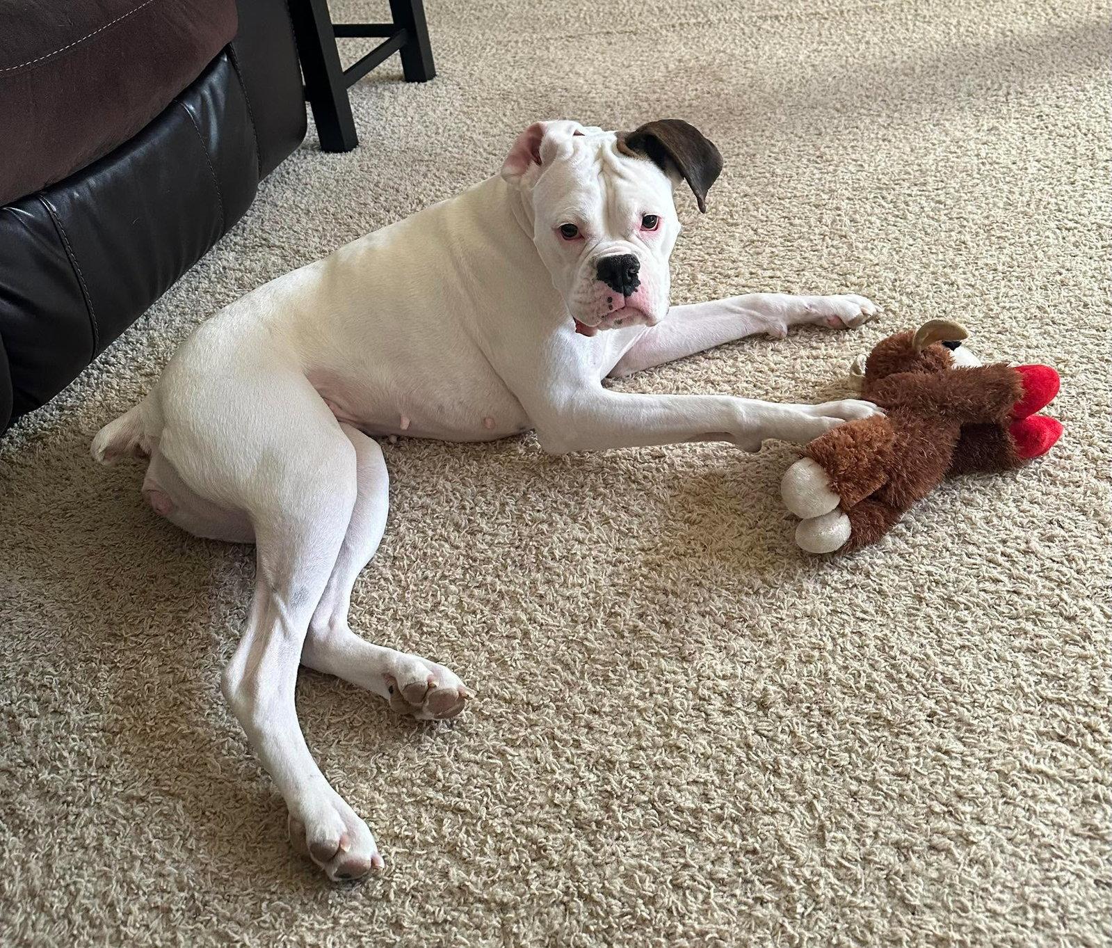 Enlarge Dottie - UNDER MEDICAL CARE/SURGERY NEEDED!!, a Adoptable Boxer in Shakopee, MN image 3/3