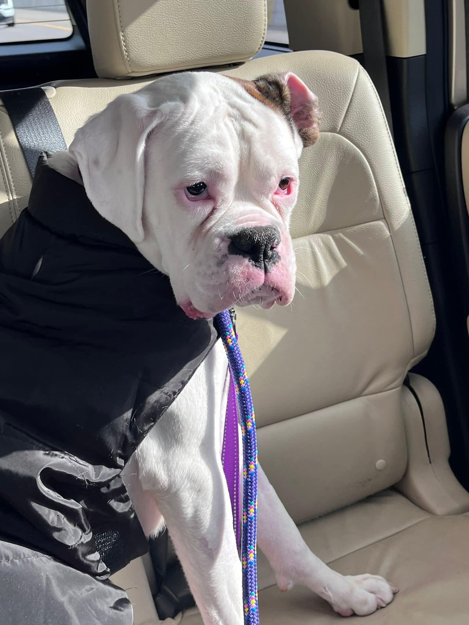 Enlarge Dottie, a Adoptable Boxer in Shakopee, MN image 1/2