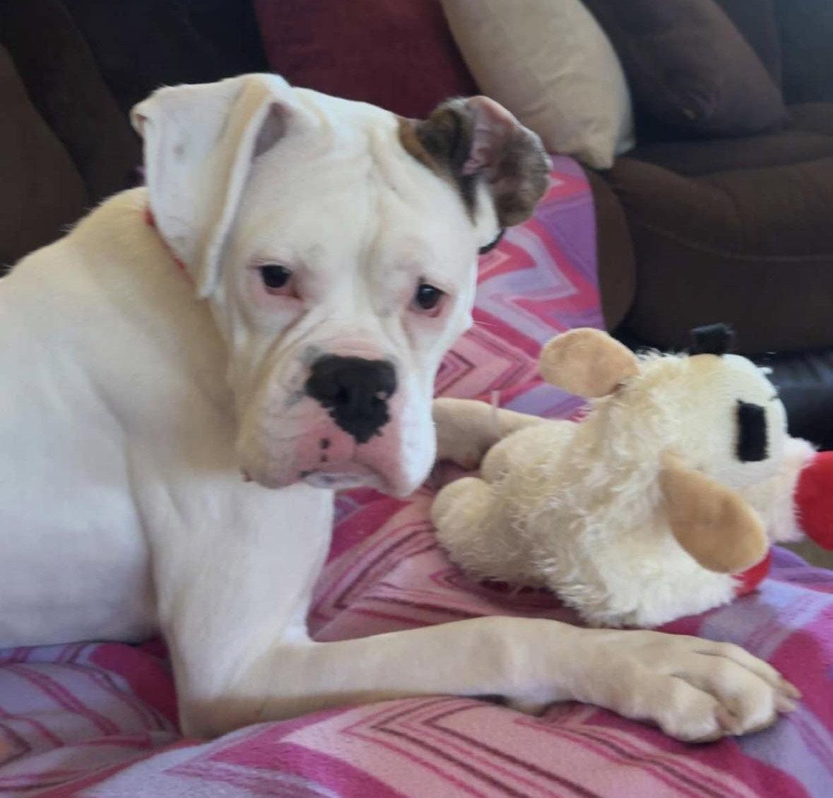 Enlarge Dottie - ADOPTION INTEREST!!!, a Adoptable Boxer in Shakopee, MN image 2/3