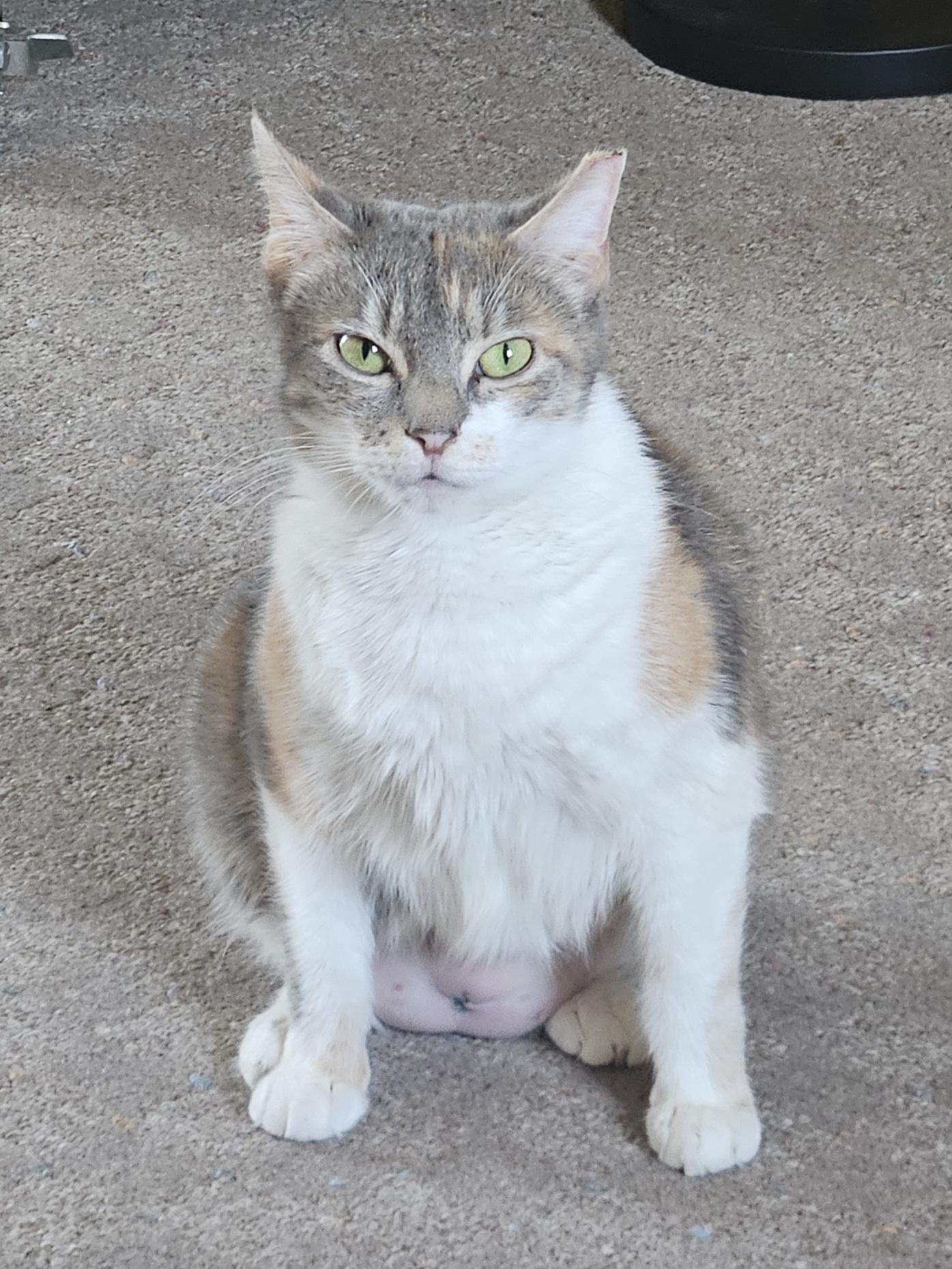 Enlarge Lina, a ADOPTABLE Domestic Short Hair in White Marsh, MD image 3/6