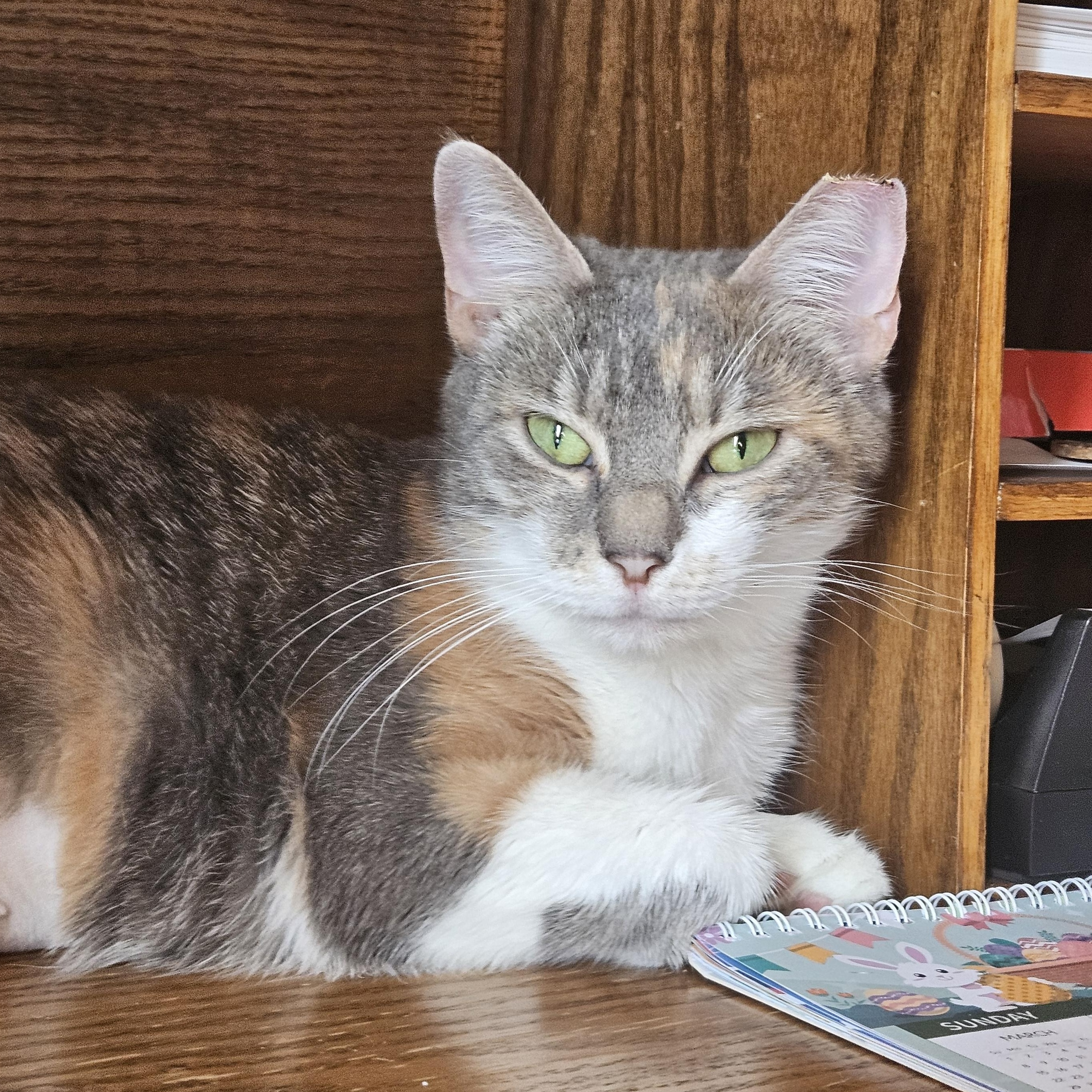 Enlarge Lina, a ADOPTABLE Domestic Short Hair in White Marsh, MD image 1/6