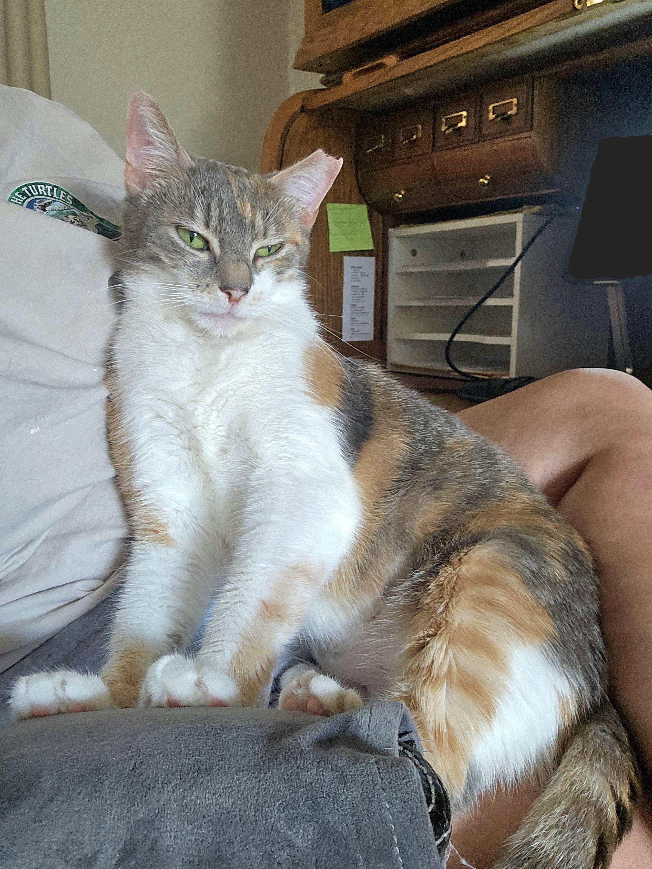 Enlarge Lina, a ADOPTABLE Domestic Short Hair in White Marsh, MD image 5/6