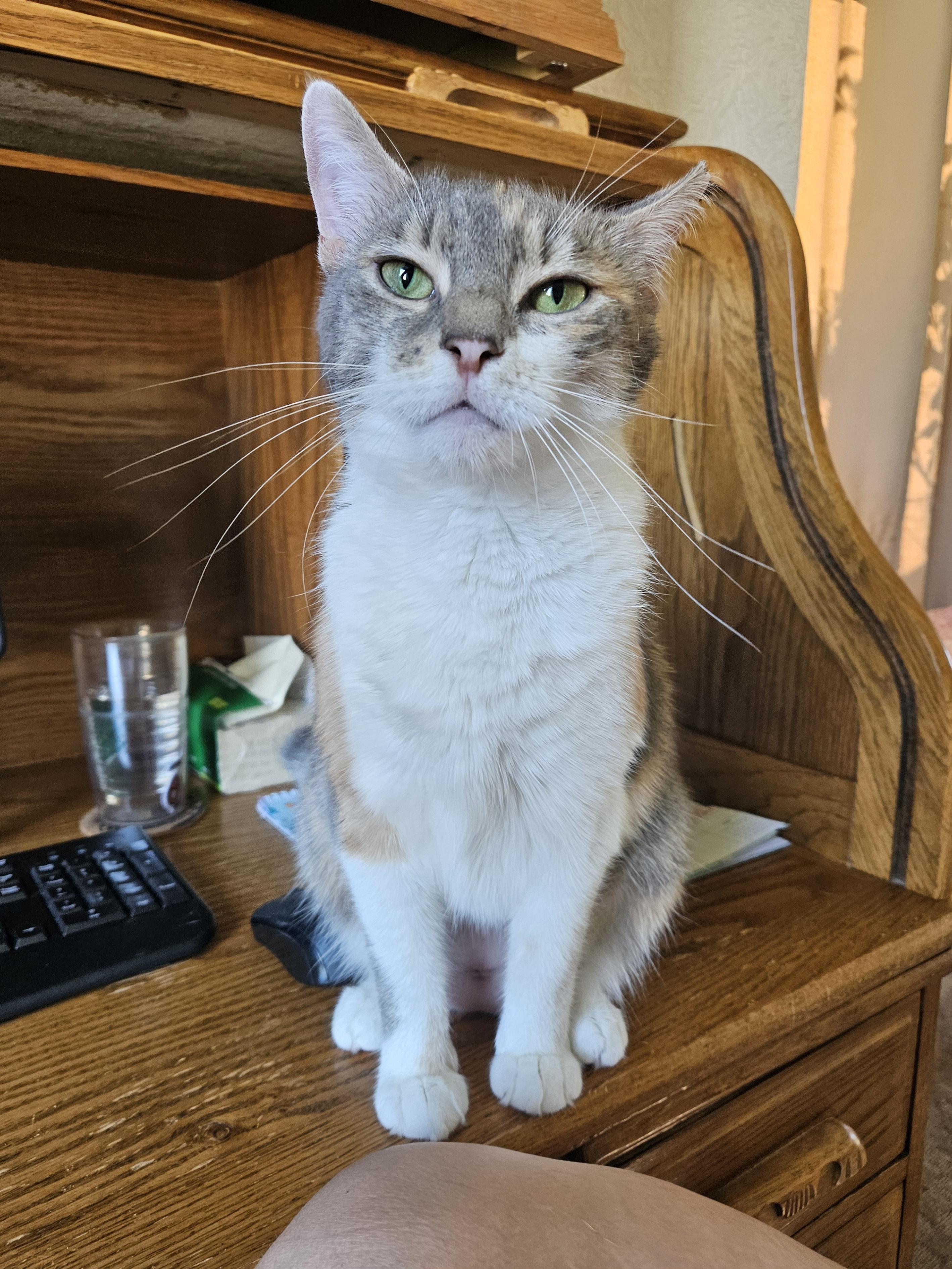 Enlarge Lina, a ADOPTABLE Domestic Short Hair in White Marsh, MD image 4/6