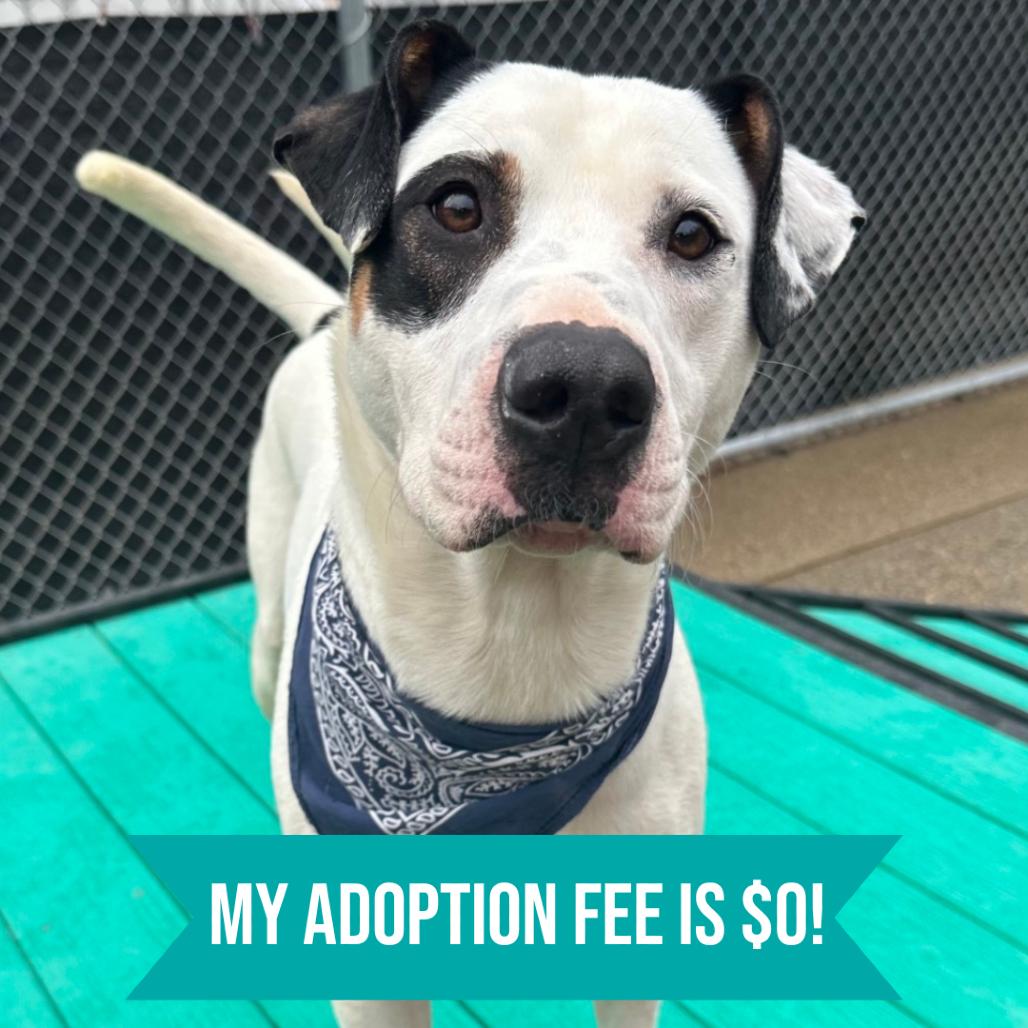 Enlarge Maxx, a Adoptable Mixed Breed in Charleston, WV image 1/6