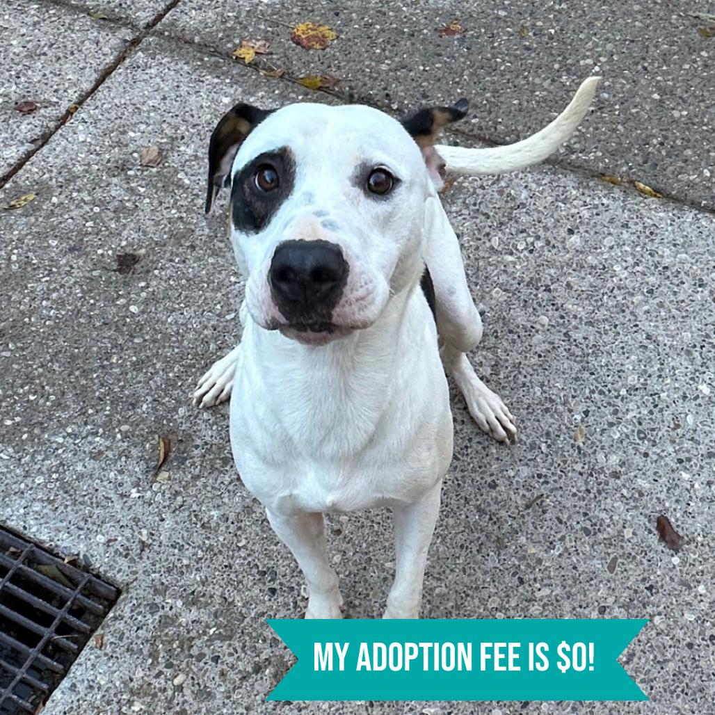 Maxx, Adoptable, Adult Male Mixed Breed.