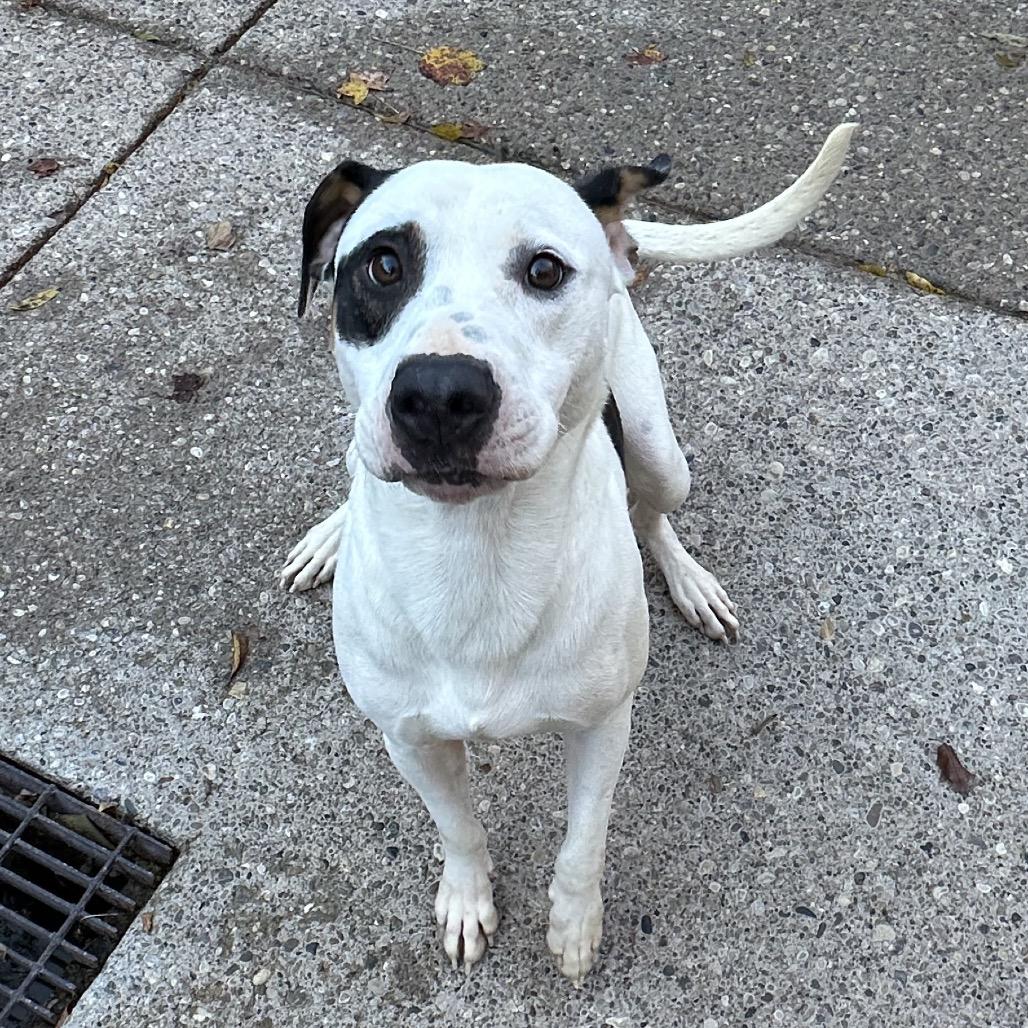 Enlarge Maxx, a Adoptable Mixed Breed in Charleston, WV image 2/6