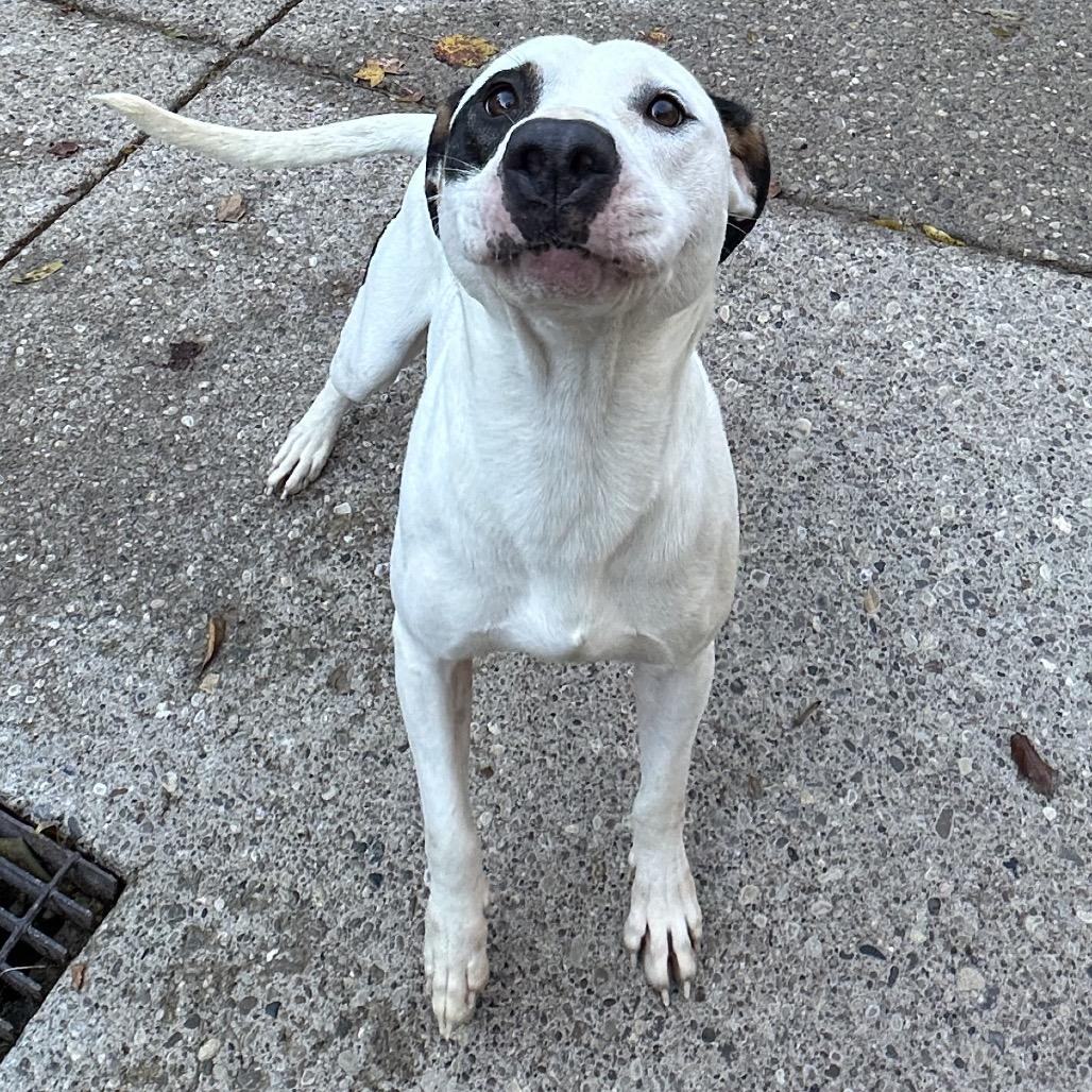 Enlarge Maxx, a Adoptable Mixed Breed in Charleston, WV image 3/6