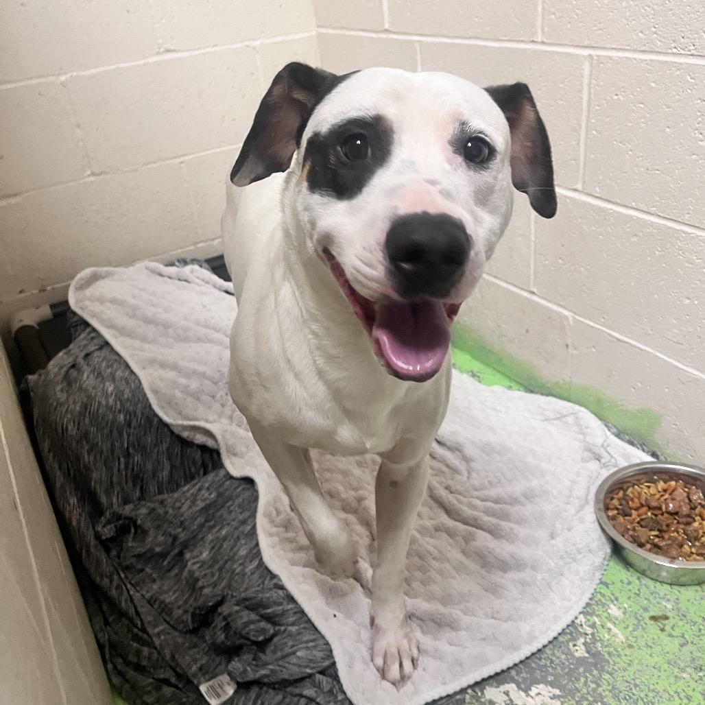 Enlarge Maxx, a Adoptable Mixed Breed in Charleston, WV image 4/6