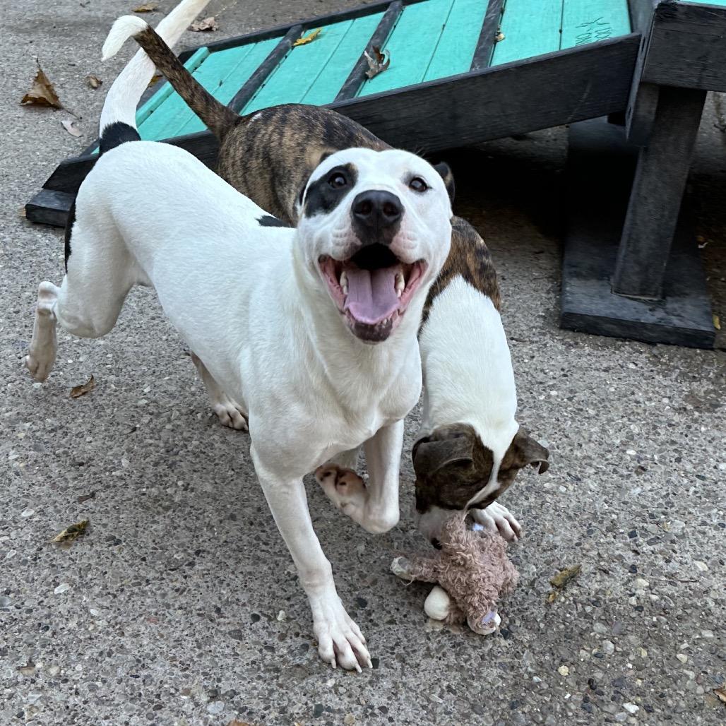 Enlarge Maxx, a Adoptable Mixed Breed in Charleston, WV image 5/6