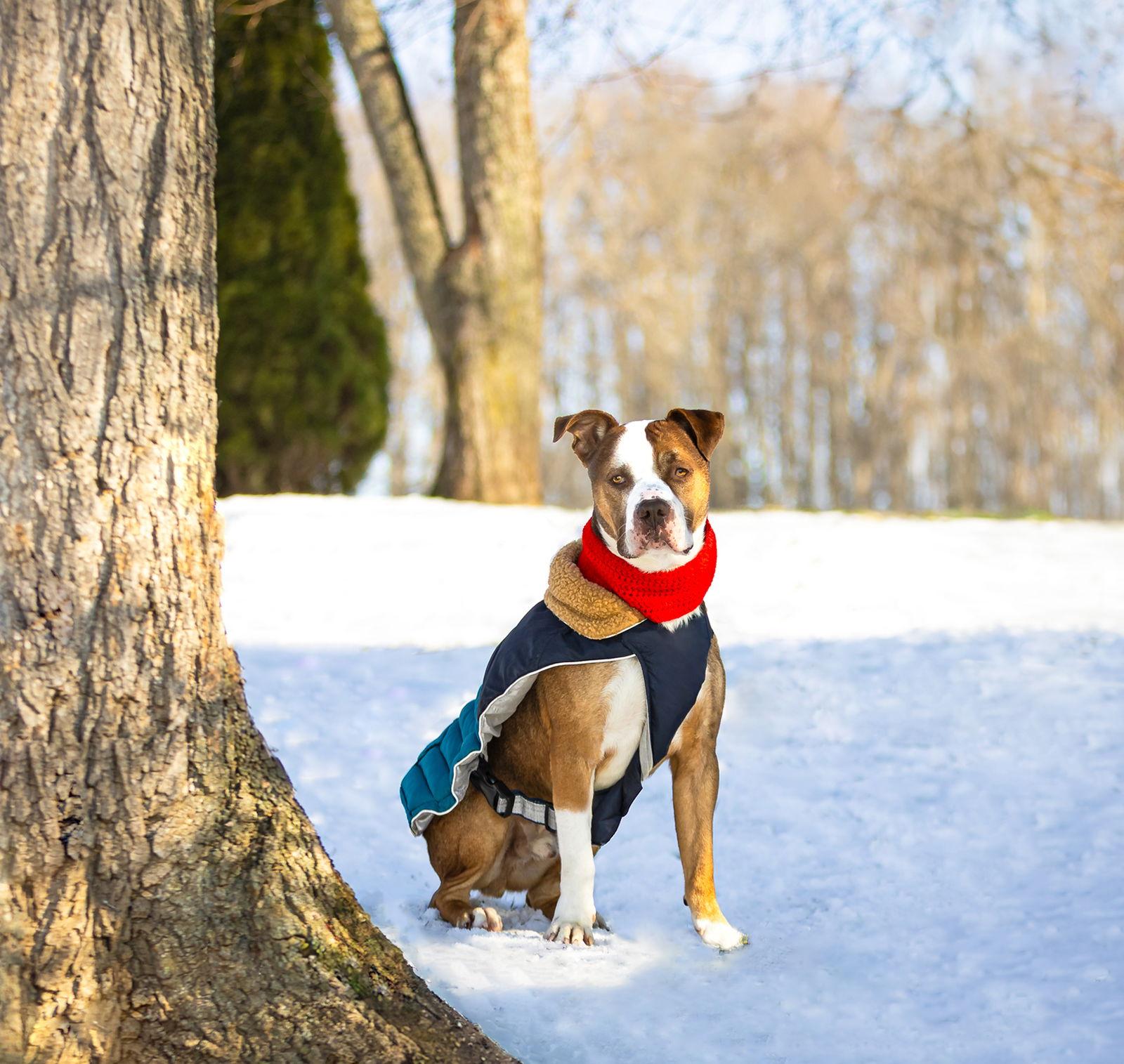 Enlarge Rufus, a Adoptable Terrier in Coatesville, PA image 1/3