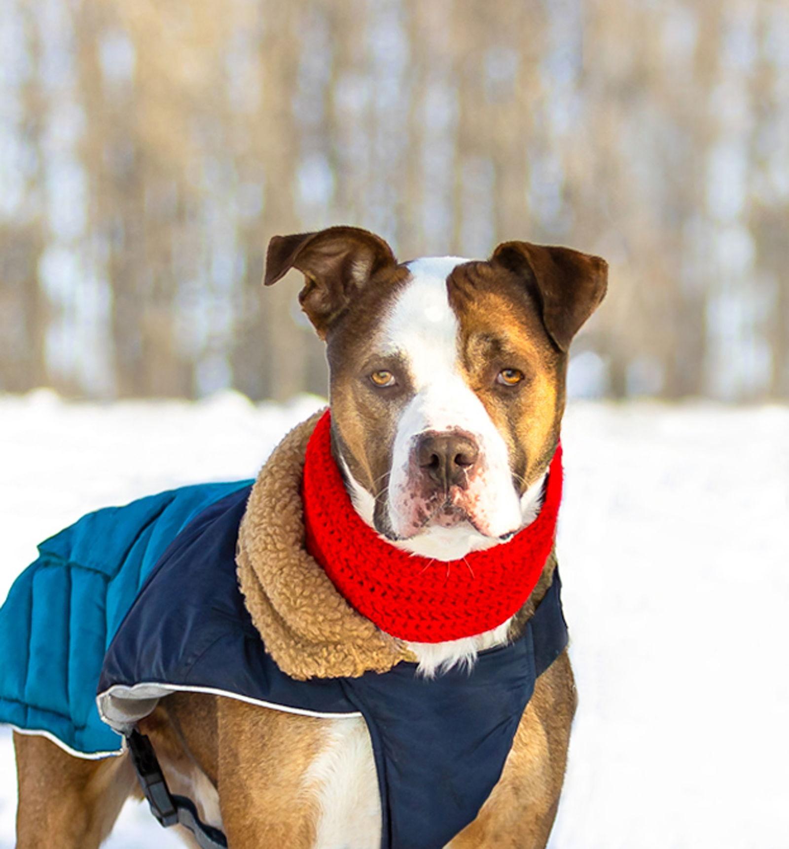 Enlarge Rufus, a Adoptable Terrier in Coatesville, PA image 3/3