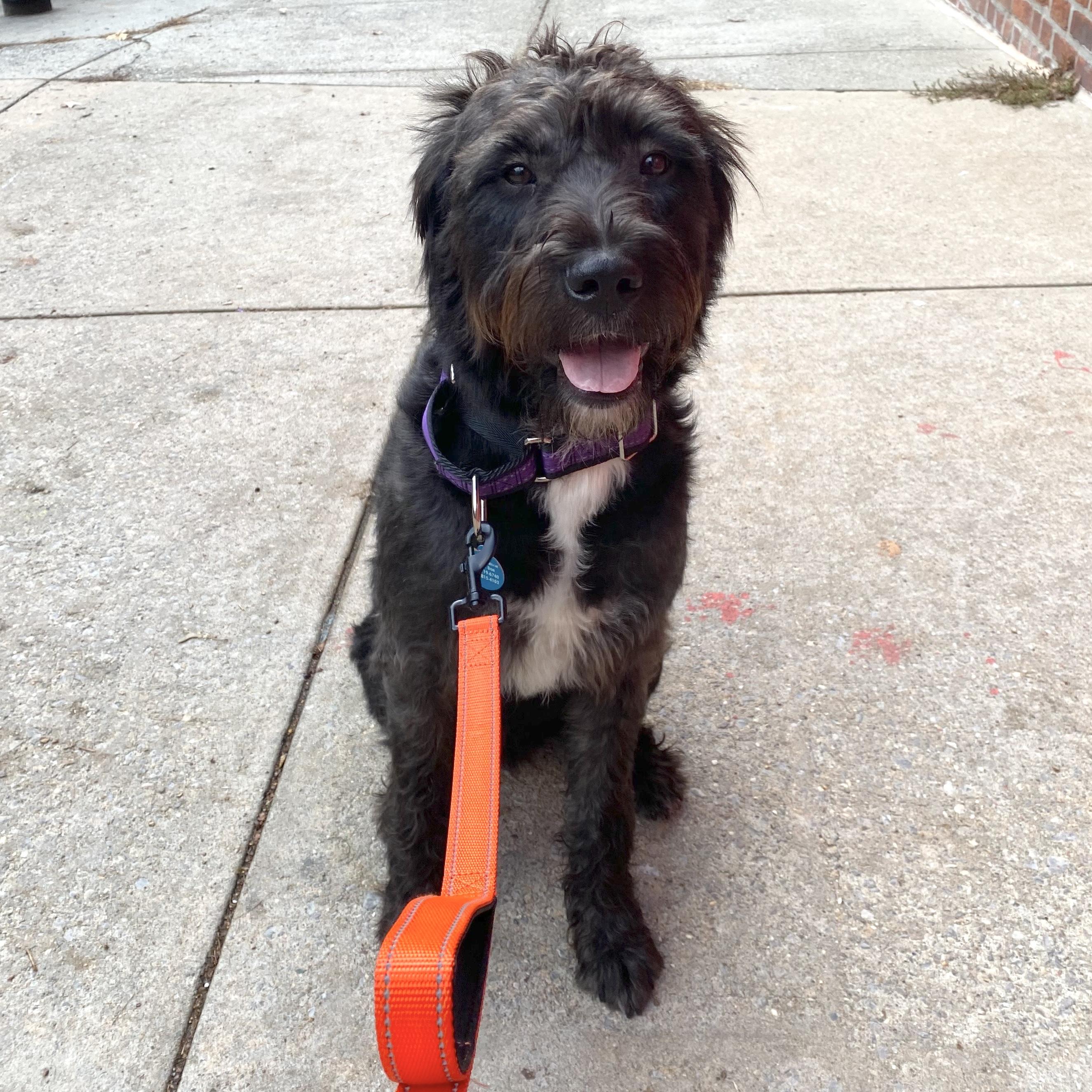 Enlarge Crow, an adopted mixed breed in Brooklyn, NY image 1/6