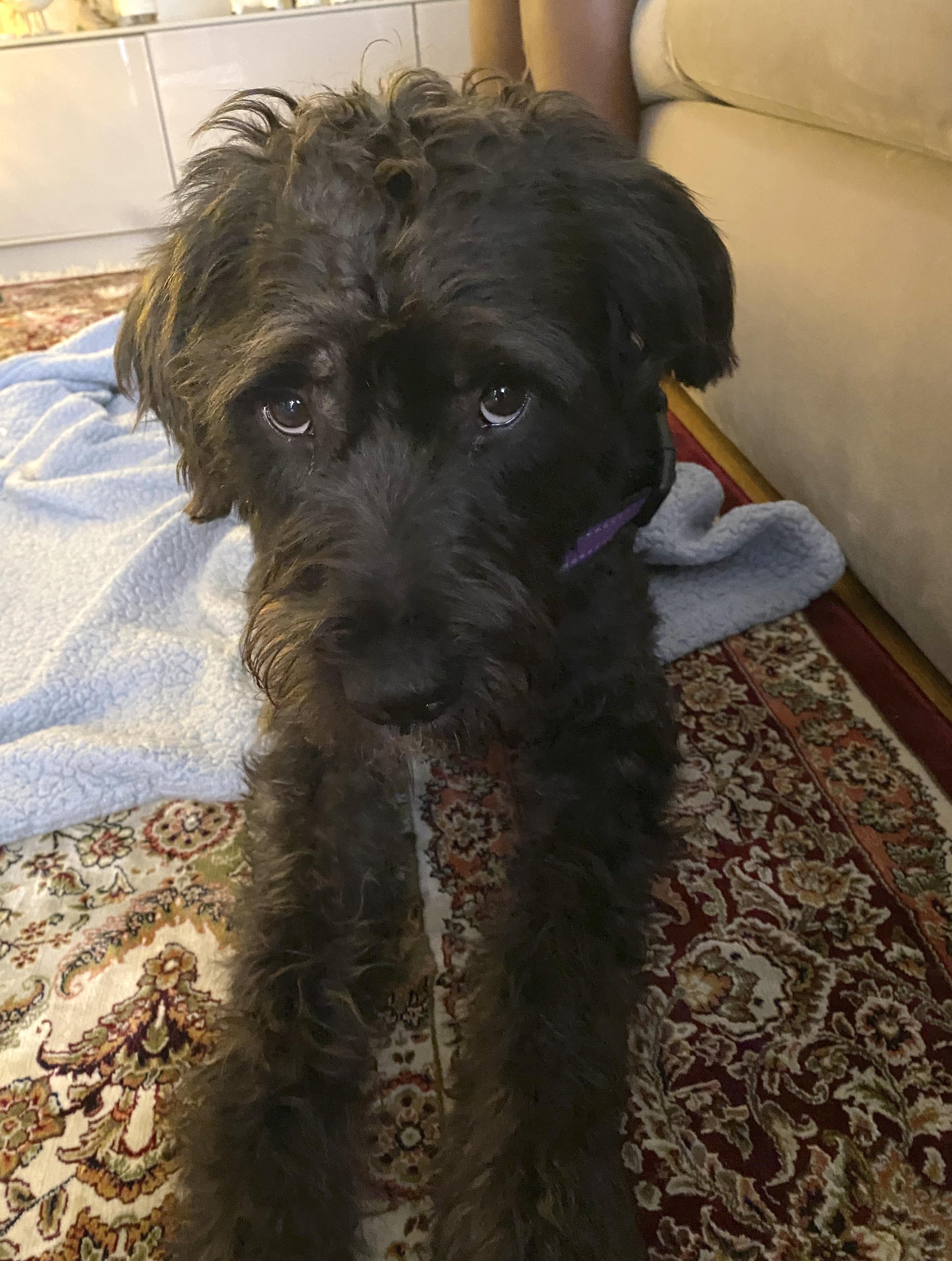 Enlarge Crow, an adopted mixed breed in Brooklyn, NY image 4/6