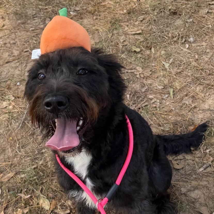 Enlarge Crow, an adopted mixed breed in Brooklyn, NY image 2/6