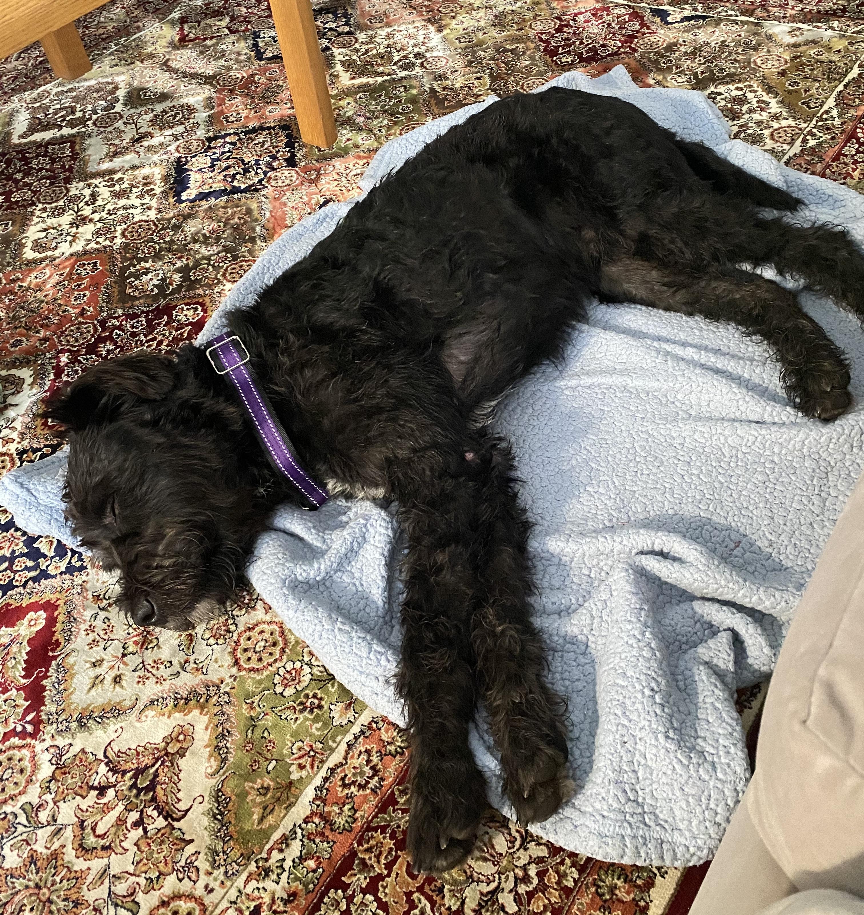 Enlarge Crow, an adopted mixed breed in Brooklyn, NY image 5/6