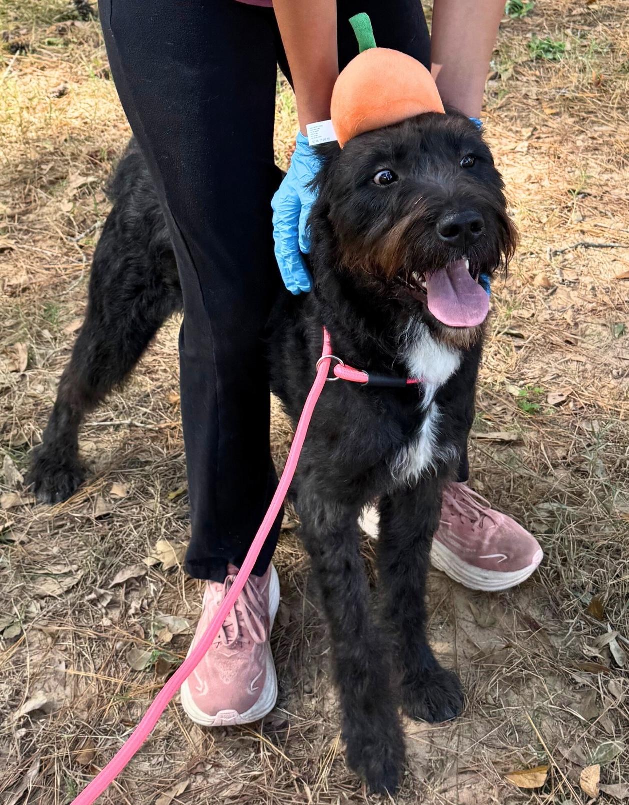 Enlarge Crow, an adopted mixed breed in Brooklyn, NY image 6/6