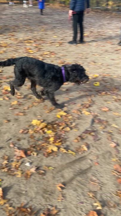 Enlarge Crow, an adopted mixed breed in Brooklyn, NY video 3/6