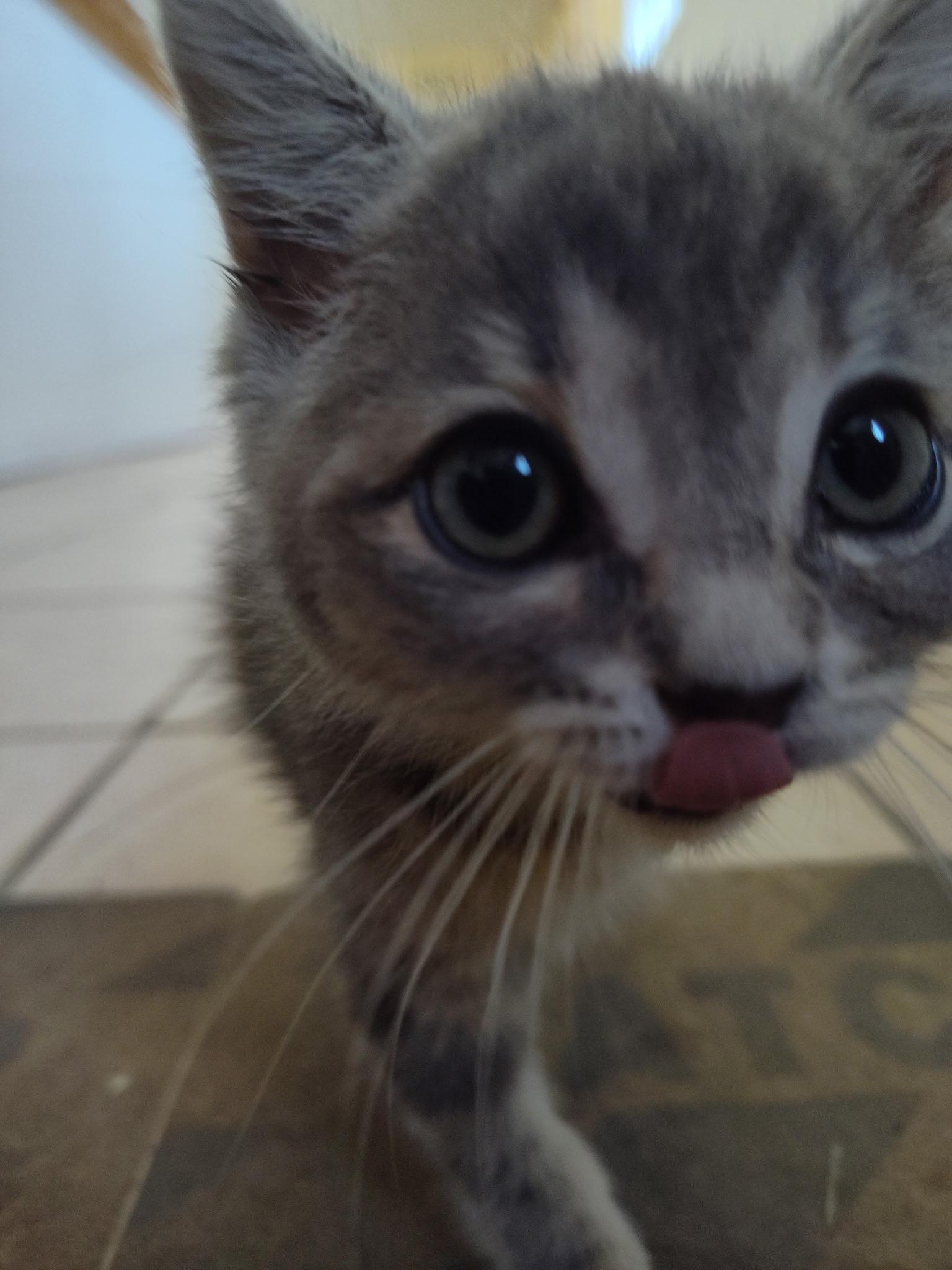 Chunk, Adopted, Kitten Male Domestic Short Hair.