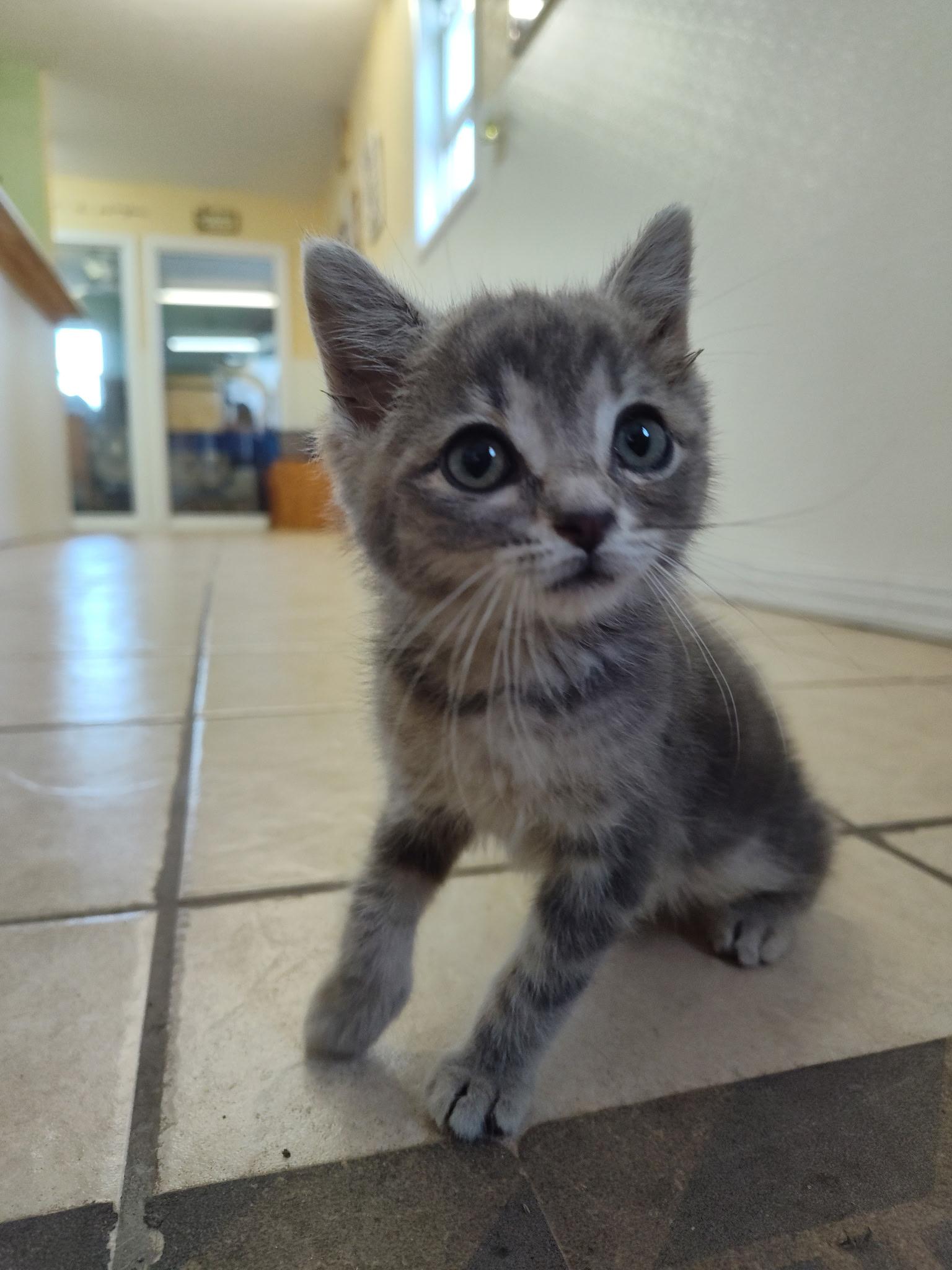 Enlarge Chunk, a Adopted Domestic Short Hair in Mason City, IL image 2/6
