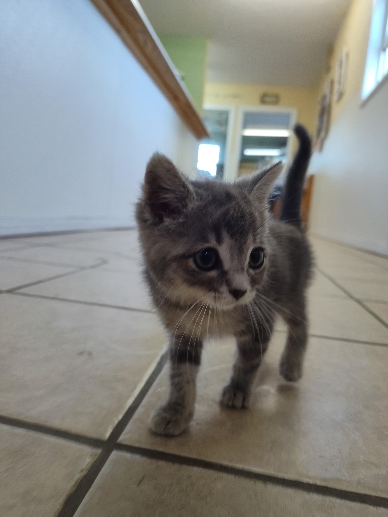 Enlarge Chunk, a Adopted Domestic Short Hair in Mason City, IL image 6/6