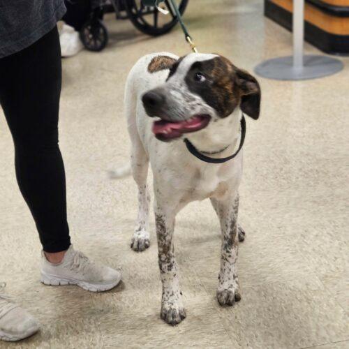 Enlarge Howard, a Adoptable Anatolian Shepherd in Broken Arrow, OK image 1/5