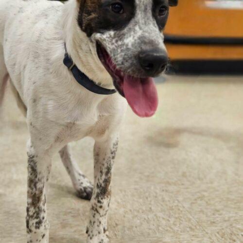 Enlarge Howard, a Adoptable Anatolian Shepherd in Broken Arrow, OK image 2/5