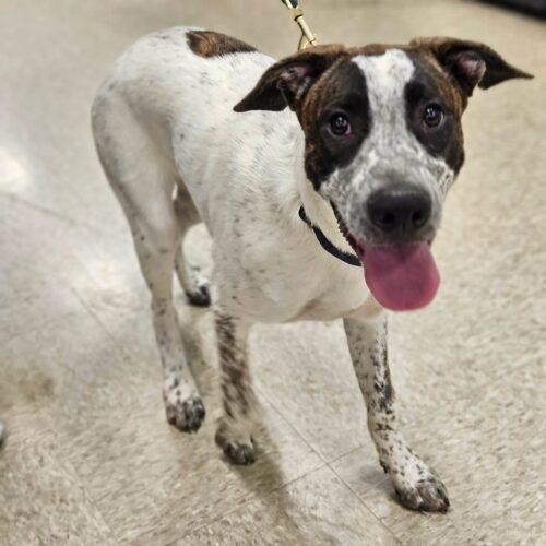 Enlarge Howard, a Adoptable Anatolian Shepherd in Broken Arrow, OK image 3/5