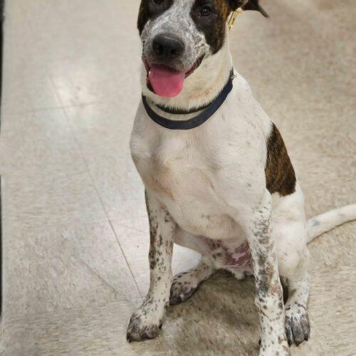Enlarge Howard, a Adoptable Anatolian Shepherd in Broken Arrow, OK image 4/5