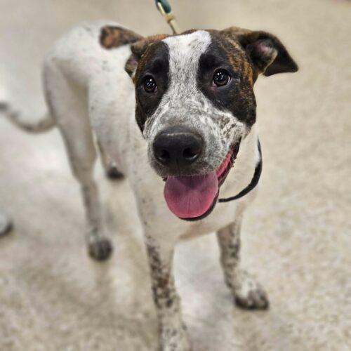 Enlarge Howard, a Adoptable Anatolian Shepherd in Broken Arrow, OK image 5/5