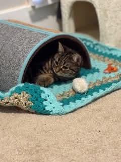 Enlarge Puddy Tat, a Adoptable Domestic Short Hair in Carnegie, PA image 1/5