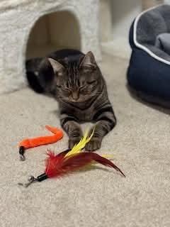 Enlarge Puddy Tat, a Adoptable Domestic Short Hair in Carnegie, PA image 2/5