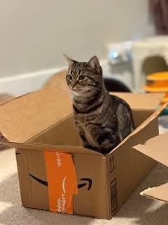 Enlarge Puddy Tat, a Adoptable Domestic Short Hair in Carnegie, PA image 3/5