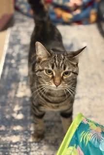 Enlarge Puddy Tat, a Adoptable Domestic Short Hair in Carnegie, PA image 4/5