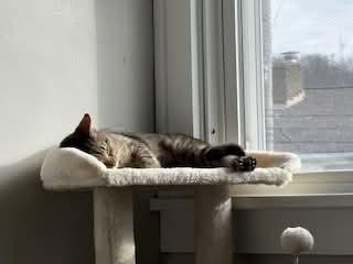 Enlarge Puddy Tat, a Adoptable Domestic Short Hair in Carnegie, PA image 5/5