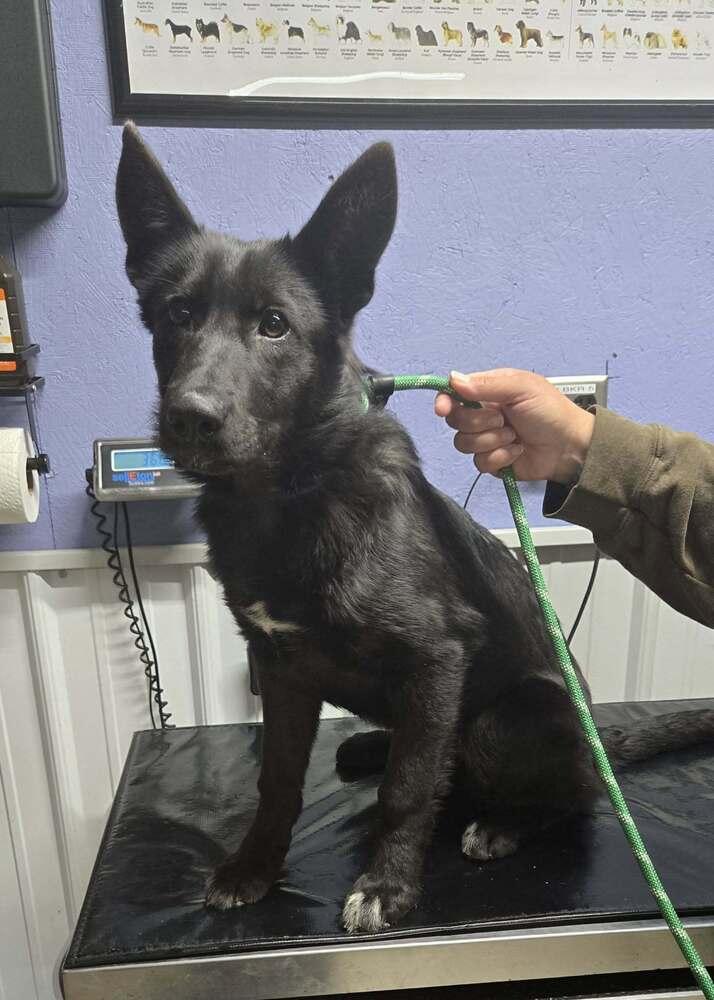 Sadie, Adoptable, Young Female Shepherd.