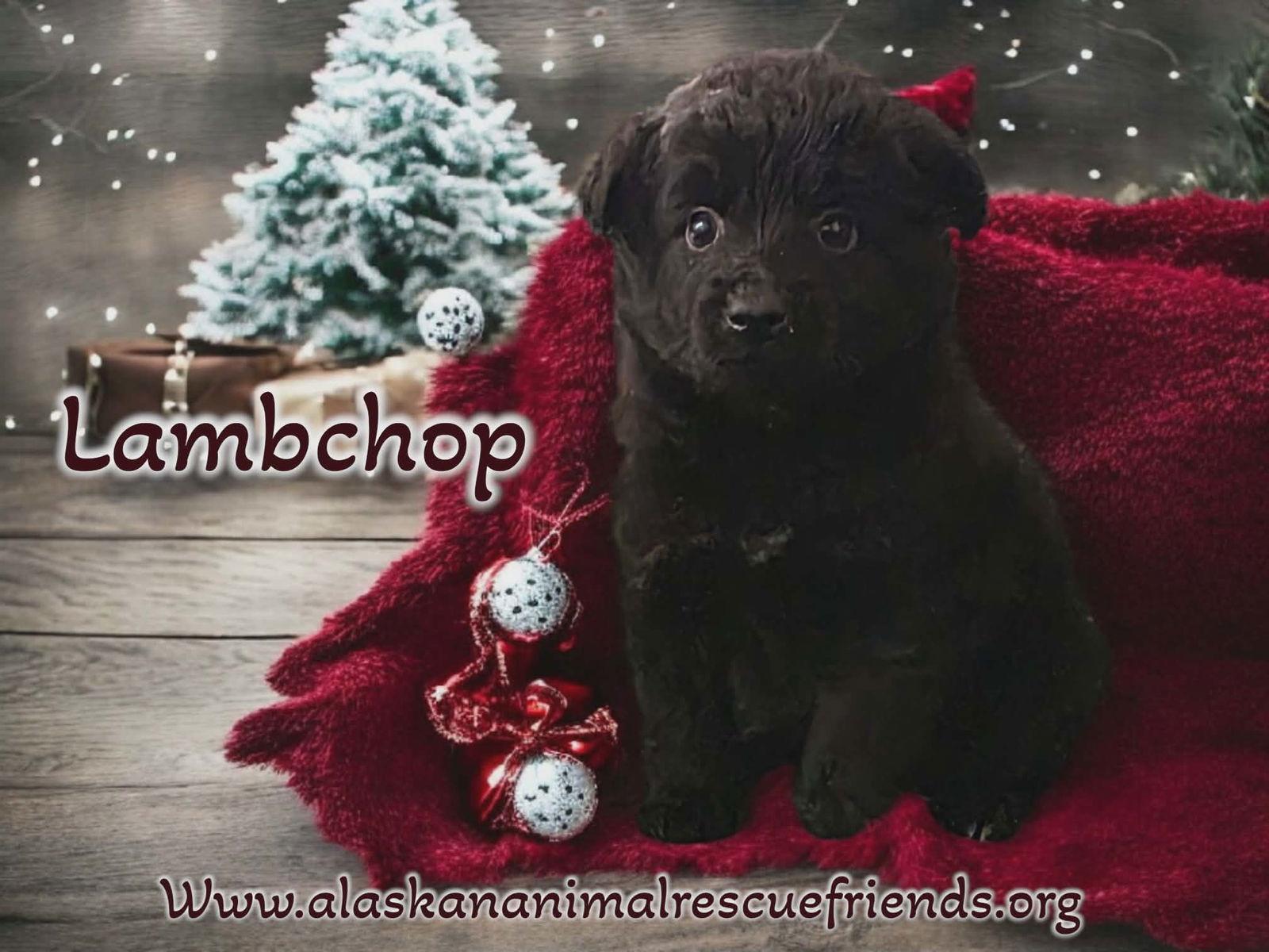 Enlarge Lambchop, a Adopted mixed breed in Anchorage, AK image 1/1