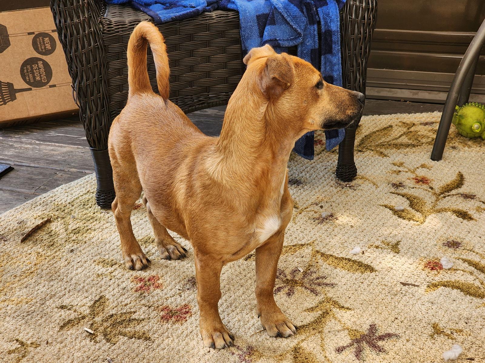 Hank, Adopted, Puppy Male Dachshund.