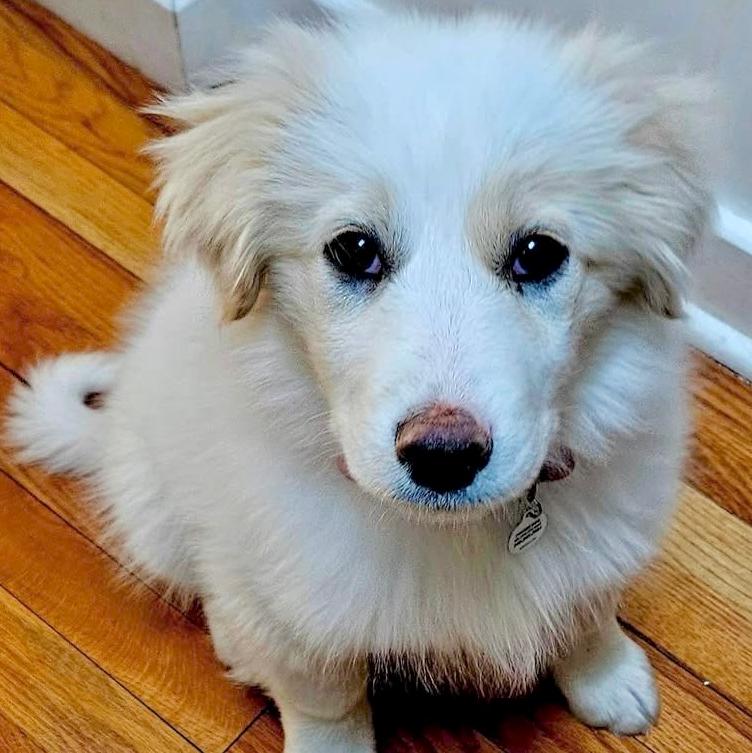 Teddy, ADOPTABLE, Puppy Male Great Pyrenees & Mixed Breed.