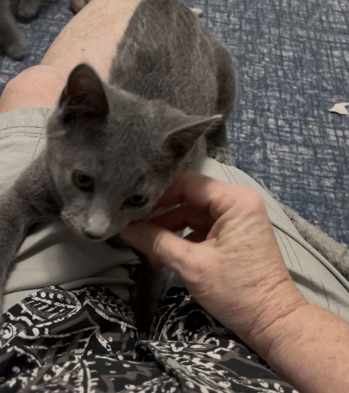 Buzz, a Adoptable Domestic Short Hair in McKinney, TX image 1/3