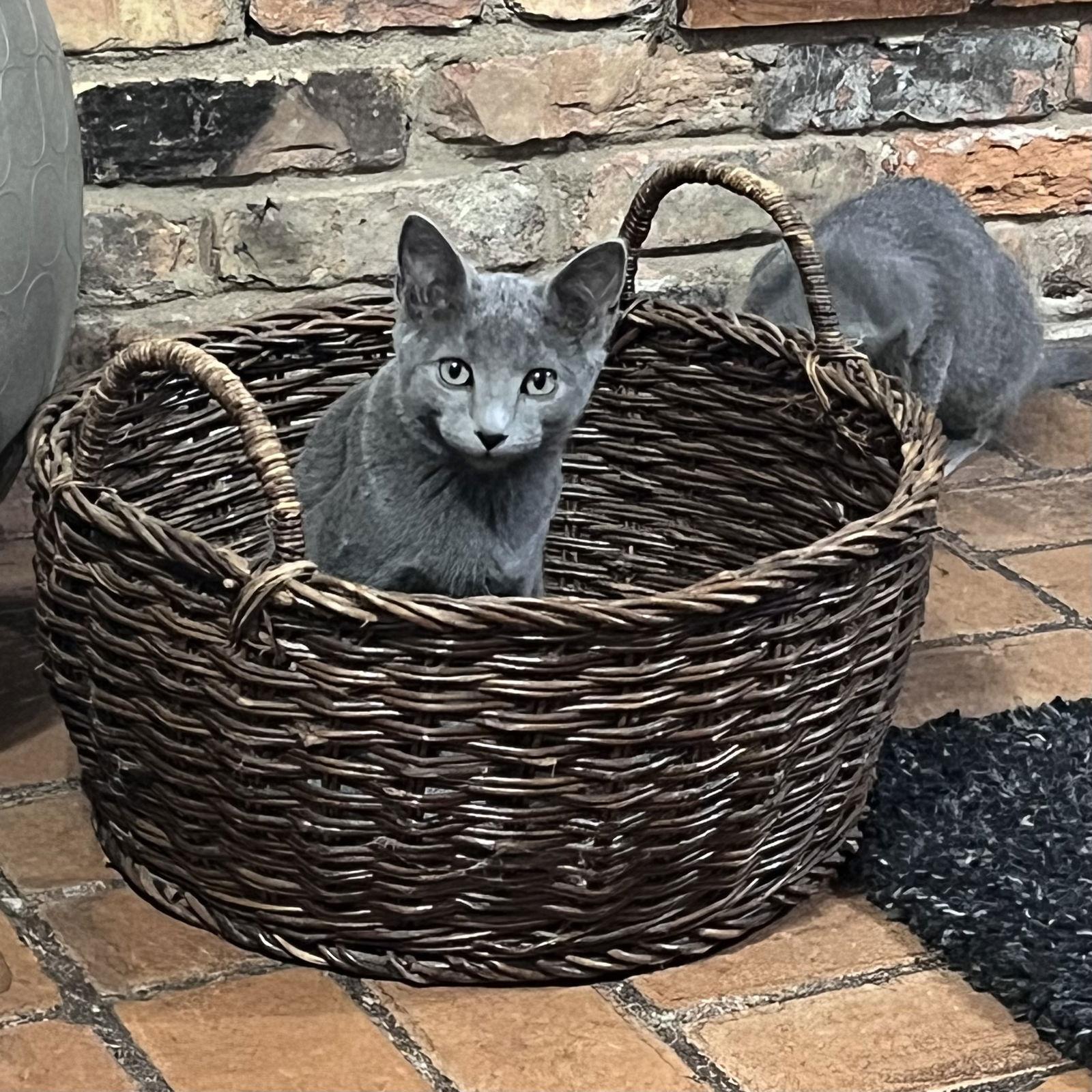 Buzz, a Adoptable Domestic Short Hair in McKinney, TX image 2/3